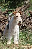 FOX TERRIER 249